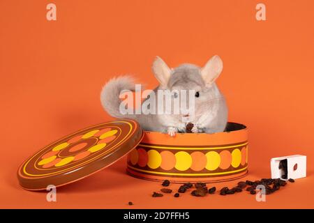 Ein süßer weißer Chinchilla in einem Keksdose, der einen isst Rosinen auf einem orangefarbenen Hintergrund, der auf die Kamera schaut Stockfoto