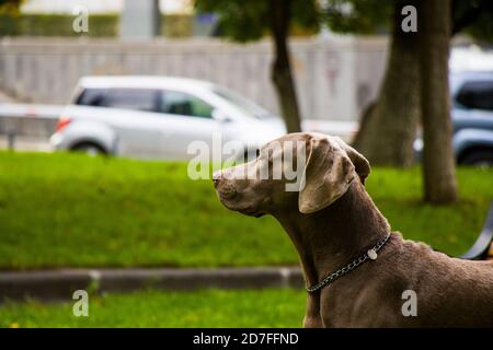 Weimaraner Hundeportrait im Park in Tiflis, Georgien Stockfoto