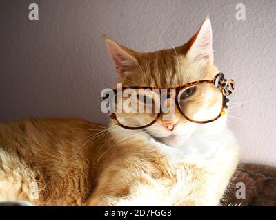 Mika die orange gestromte mit Brille Stockfoto