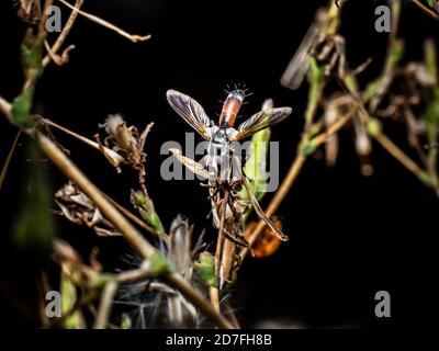 Cylindromyia fliegen auf Pflanze aus nächster Nähe mit dunklem Hintergrund Stockfoto