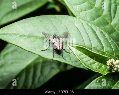 Fleisch fliegen auf Blatt aus nächster Nähe Stockfoto