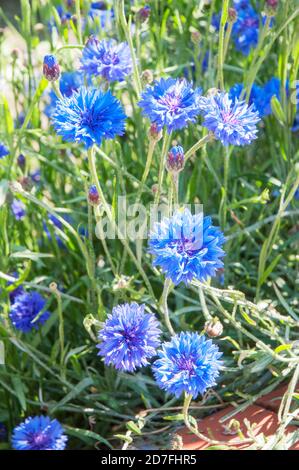 Nahaufnahme von Centaurea cyanus Blue Ball A Cornflower That Ist ein Sommer blühend winterhart Jahr der asteraceae Familie Stockfoto