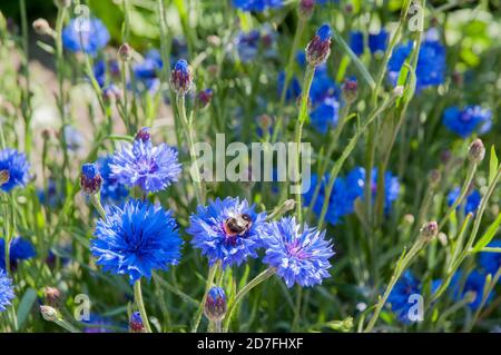 Nahaufnahme von Centaurea cyanus Blue Ball A Cornflower That Ist ein Sommer blühend winterhart Jahr der asteraceae Familie Stockfoto