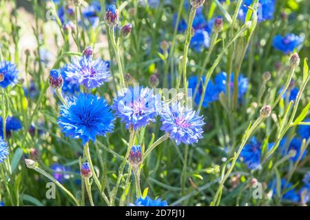 Nahaufnahme von Centaurea cyanus Blue Ball A Cornflower That Ist ein Sommer blühend winterhart Jahr der asteraceae Familie Stockfoto