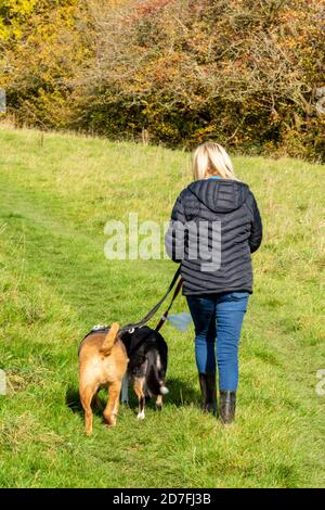 Frau, die zwei große Hunde in der Landschaft auf Leine in Jeans. Stockfoto