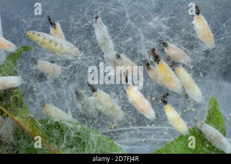 Ermin Mottenraupen, Yponomeutidae, in der Puppe, Kokon, Stadium ihrer Metamorphose Lebenszyklus Stockfoto