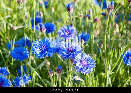 Nahaufnahme von Centaurea cyanus Blue Ball A Cornflower That Ist ein Sommer blühend winterhart Jahr der asteraceae Familie Stockfoto