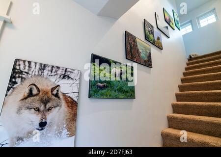 Bürotreppe mit Wildlife Gicleé Fotodrucken dekoriert. Platinum farbige Golden Retriever Hund an der Spitze der Schritte. Stockfoto