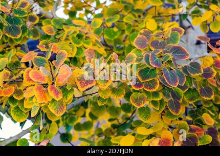 Espenbaum Blätter im Herbst Farbe Stockfoto