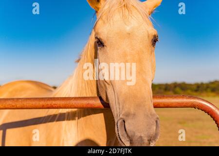 Schönes Porträt Von Palomino Golden Horse Nahaufnahme Stockfoto