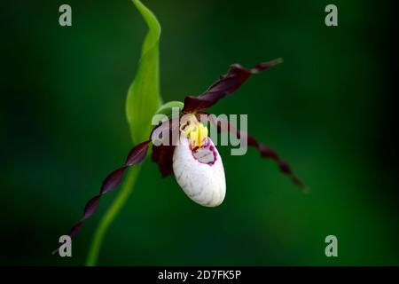 Cypripedium Frosch's Mountain King, CYP, Hardy Orchidee, Ladyslipper, Orchidee, Orchideen, Blume, Blumen, Blüte, lila, weiß, bicolor, Slipper Orchideen, Dame Stockfoto