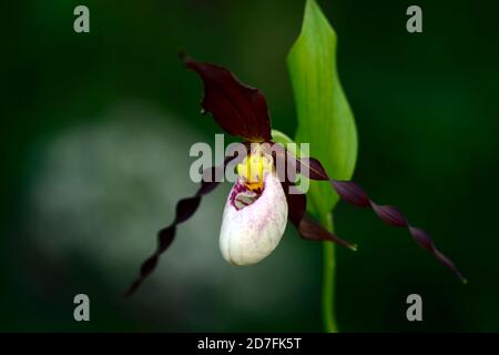 Cypripedium Frosch's Mountain King, CYP, Hardy Orchidee, Ladyslipper, Orchidee, Orchideen, Blume, Blumen, Blüte, lila, weiß, bicolor, Slipper Orchideen, Dame Stockfoto