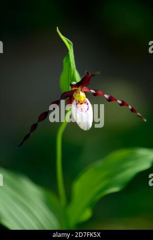 Cypripedium Frosch's Mountain King, CYP, Hardy Orchidee, Ladyslipper, Orchidee, Orchideen, Blume, Blumen, Blüte, lila, weiß, bicolor, Slipper Orchideen, Dame Stockfoto