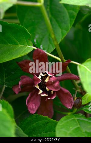 Sinocalycanthus x raulstonii Hartlage Wein, Calycanthus x raulstonii Hartlage Wein, Carolina Allspice, Raulston Süßstrauch, lila Blüten, Blüte, Stockfoto