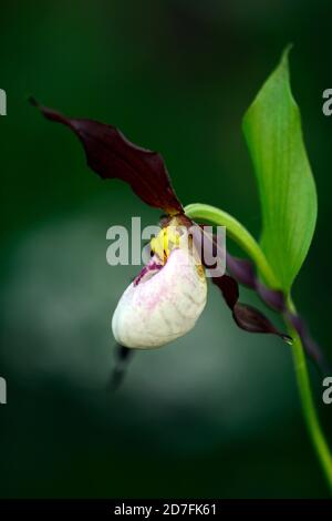 Cypripedium Frosch's Mountain King, CYP, Hardy Orchidee, Ladyslipper, Orchidee, Orchideen, Blume, Blumen, Blüte, lila, weiß, bicolor, Slipper Orchideen, Dame Stockfoto