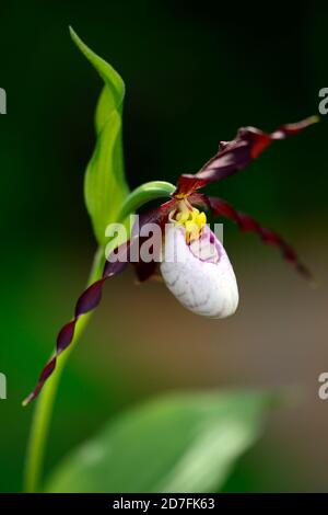 Cypripedium Frosch's Mountain King, CYP, Hardy Orchidee, Ladyslipper, Orchidee, Orchideen, Blume, Blumen, Blüte, lila, weiß, bicolor, Slipper Orchideen, Dame Stockfoto