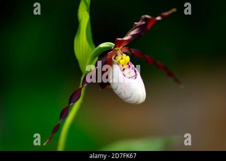 Cypripedium Frosch's Mountain King, CYP, Hardy Orchidee, Ladyslipper, Orchidee, Orchideen, Blume, Blumen, Blüte, lila, weiß, bicolor, Slipper Orchideen, Dame Stockfoto