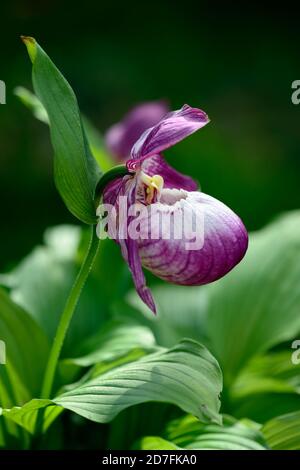 Cypripedium Sabine, Cypripedium fasciolatum x macranthos, CYP, Hardy Orchidee, Ladyslipper, Orchidee, Orchideen, Blume, Blumen, Blüte, lila, weiß, bicolor, Stockfoto