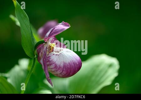 Cypripedium Sabine, Cypripedium fasciolatum x macranthos, CYP, Hardy Orchidee, Ladyslipper, Orchidee, Orchideen, Blume, Blumen, blühend, lila, weiß, bicolor, Slip Stockfoto