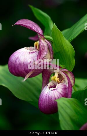 Cypripedium Sabine, Cypripedium fasciolatum x macranthos, CYP, Hardy Orchidee, Ladyslipper, Orchidee, Orchideen, Blume, Blumen, blühend, lila, weiß, bicolor, Slip Stockfoto