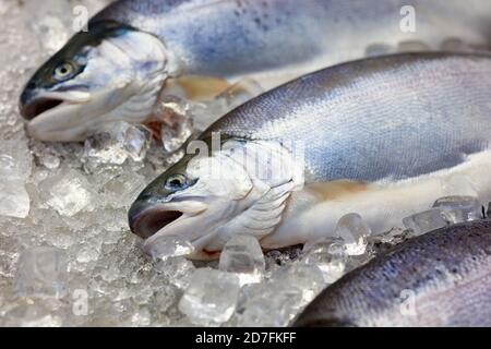 Frischer norwegischer Lachs Forelle auf Eis im Supermarkt Stockfoto