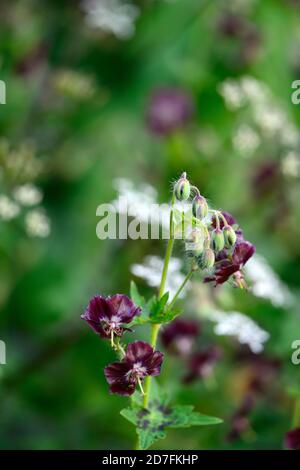 geranium phaeum samobor, schwarze Blumen, Blume, dunkler Kranichschnabel, trauernde Witwe, Schwarze Witwe, blühend, RM Floral Stockfoto