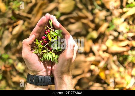 Draufsicht auf die Hand des jungen Mannes, der Crataegus spp. Hält (Weißdorn) Beeren mit grünen Blättern auf herbstlichen gelben Blättern Hintergrund. Nette männliche Hände Stockfoto
