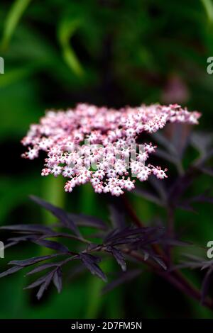 sambucus nigra schwarze Spitze, ältere, rosa Blumen, feines schwarzes Laub, Holunderblüte, Zierbaum, Bäume, Garten, Gartenarbeit, RM Floral Stockfoto