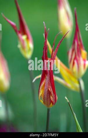 Tulipa acuminata, Spezies Tulpe, Blüte, Blumen, rot orange gelb, Frühling, RM floral Stockfoto