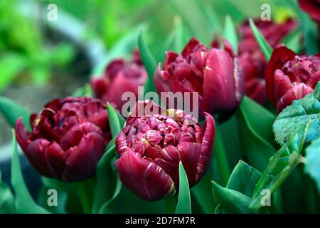 Tulip Nachtwacht,Tulipa Nachtwacht,Tulipa Nachtwache,Tulipa Nachtwache,Doppelpoeny blühende Tulpen,Pfingstrose Tulpen, dunkel kastaniengelbe Streifen, RM floral Stockfoto