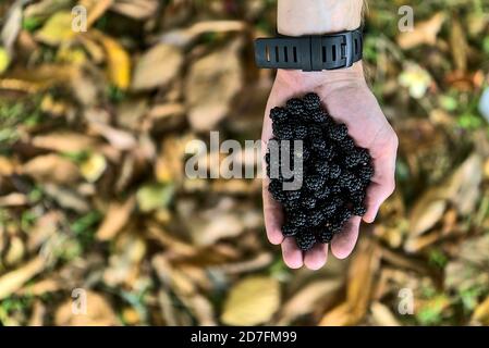 Draufsicht auf einzelne Mann Hand hält Brombeeren auf Herbst gelben Blättern Hintergrund. Schöne große männliche Hand hält herbstliche Ernte Stockfoto