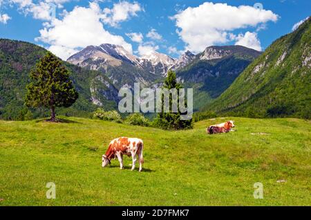 Kühe im Feld mit den Julischen Alpen des Triglav Nationalparks im Hintergrund aus der Nähe Stara Fuzina, Bohinj See, Slowenien Stockfoto