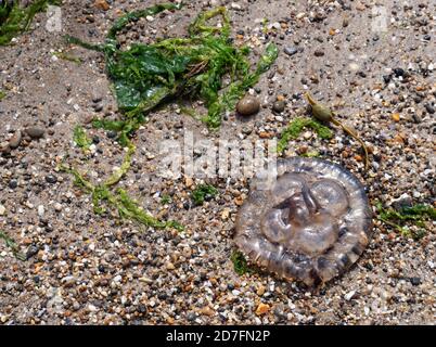 Mondquallen wuschen sich am Strand in North Devon, England. Stockfoto