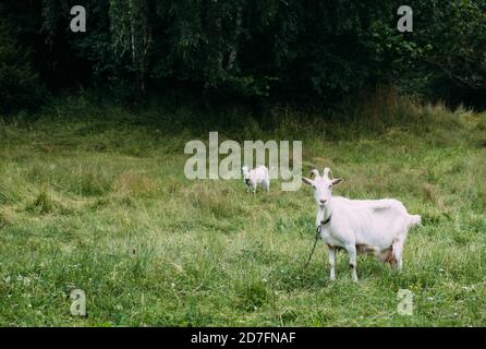 Porträt einer weißen Ziege grasen auf dem Gras. Nahaufnahme, das Tier schaut in die Kamera und wackelt seine Ohren. Stockfoto