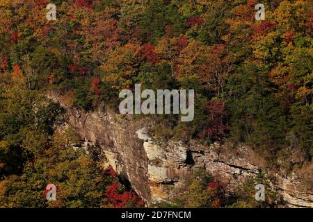 Bäume färben sich im Oktober im Cloudland Canyon State Park in Georgia. Stockfoto