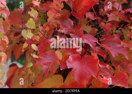 Helle rote Blätter von wilden Trauben im Herbst Stockfoto