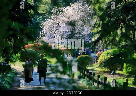 Kirschblüte im Shinjuku Gyoen Garten.Shinjuku.Tokyo.Japan Stockfoto