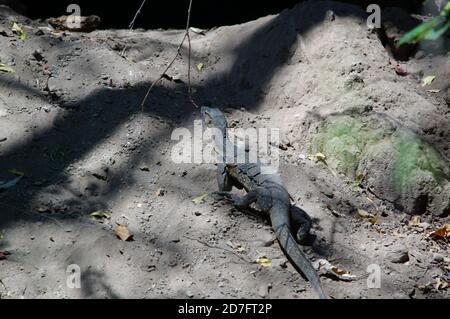 Asiatischer Wassermonitor (Varanus-Salvator), auch gewöhnlicher Wassermonitor genannt, ist eine große Varanideneidechse, die in Süd- und Südostasien beheimatet ist. Stockfoto
