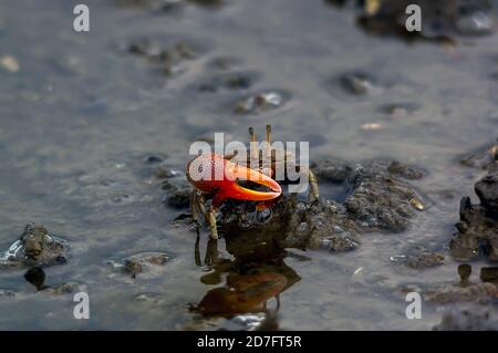 Fiddler Krabbe auf dem Sand oder Schlamm Stockfoto