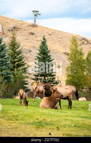 Elchbugling, Stier mit großem Geweih Rack im Yellowstone National Park, weibliche Kuh Elch Harem liegend, Mammoth Hot Springs Elk Rut, Montana, Wyoming Stockfoto