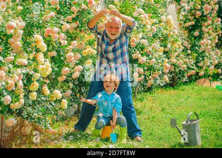 Blütenrose Pflege und Bewässerung. Großvater mit Enkel Gartenarbeit zusammen. Gärtner schneidet Blumen in seinem Garten. Großvater. Hobbys und Freizeit. Stockfoto