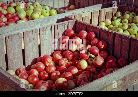 Mehrere große Holzkisten gefüllt mit roten und grünen Äpfeln sind am Straßenrand Stand in warmen Herbst Sonnenschein ausgestellt. Das Foto hat ein schönes Vintage-Feeling Stockfoto