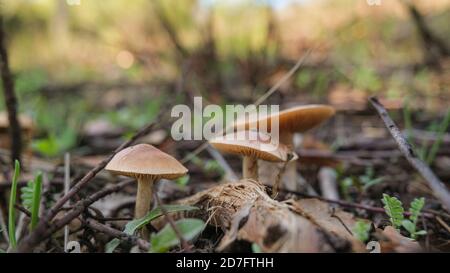 Nahaufnahme des wilden Herbstpilzes im Rohwald Ökosystem, Herbstprodukte Stockfoto