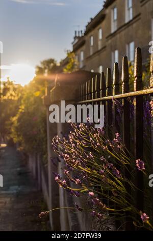 Vertikale Aufnahme von Lavendel in einem Garten eines Gebäudes unter dem Sonnenlicht in Bath, Somerset, England Stockfoto