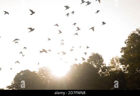 Pidgeons im Flug Stockfoto