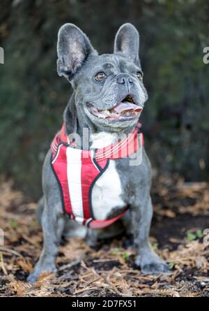 Aufmerksame Blaue Männliche Französische Bulldogge Stockfoto