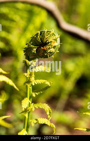 Junge Knospe eines unterbrochenen Farns im Frühling Stockfoto