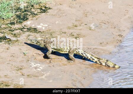 Krokodil am Strand, Foto als Hintergrund Stockfoto