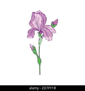Frühlingsblumeniris. Bunte Vektorgrafik auf weißem Hintergrund. Stock Vektor