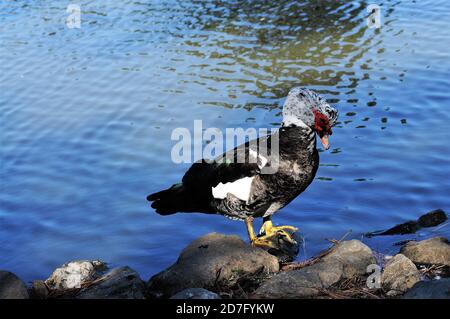 Eine moskauer drake Ente preening . Stockfoto